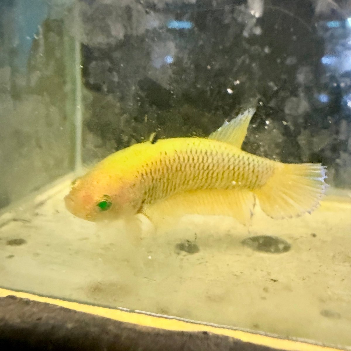 Plakat Pineapple Vanda Green Eye Female Betta #Se26