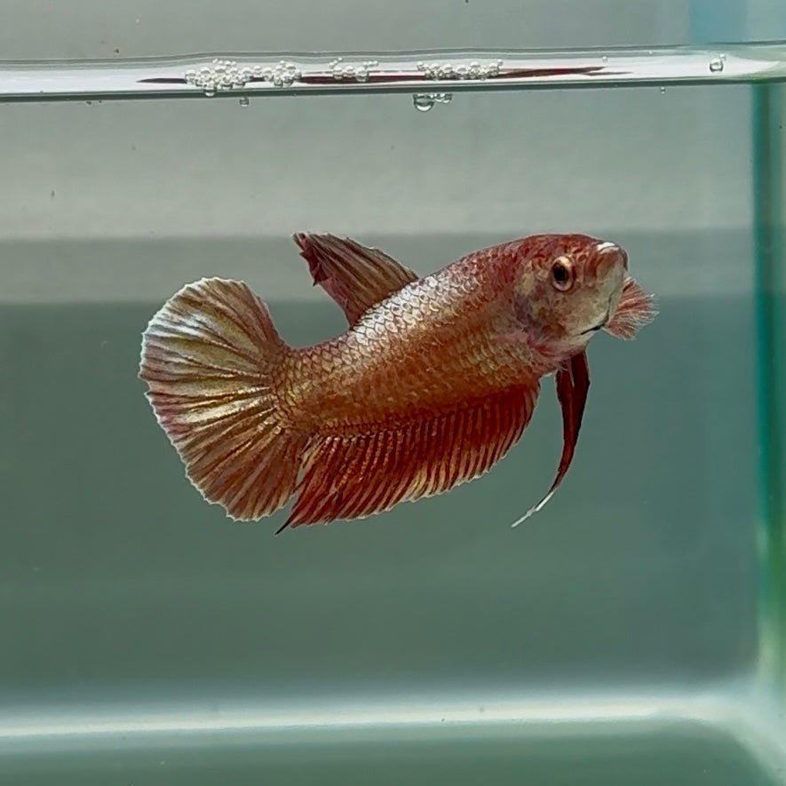 Plakat Pink Cooper Male Betta Au88 Male betta