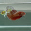 Plakat Pink Cooper Male Betta Au88 Male betta