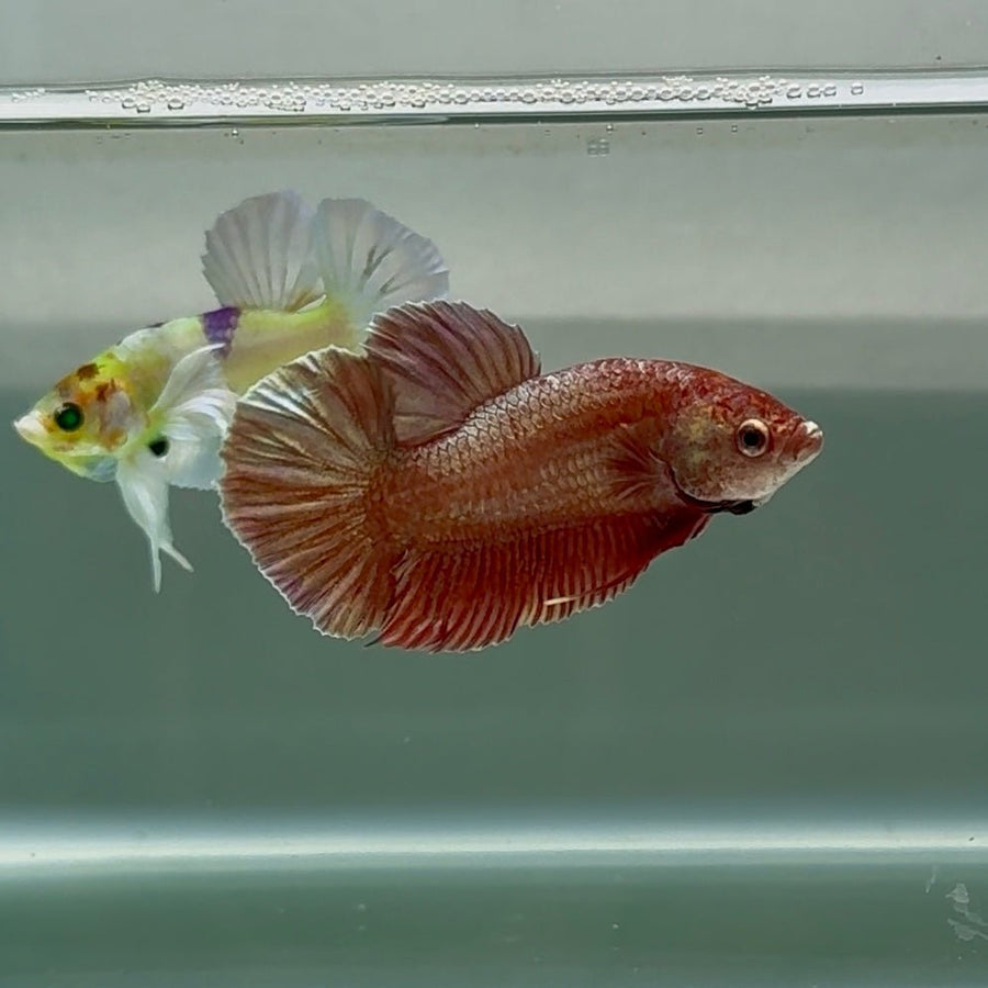 Plakat Pink Cooper Male Betta Au88 Male betta