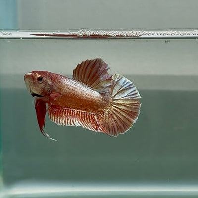 Plakat Pink Cooper Male Betta Au88 Male betta