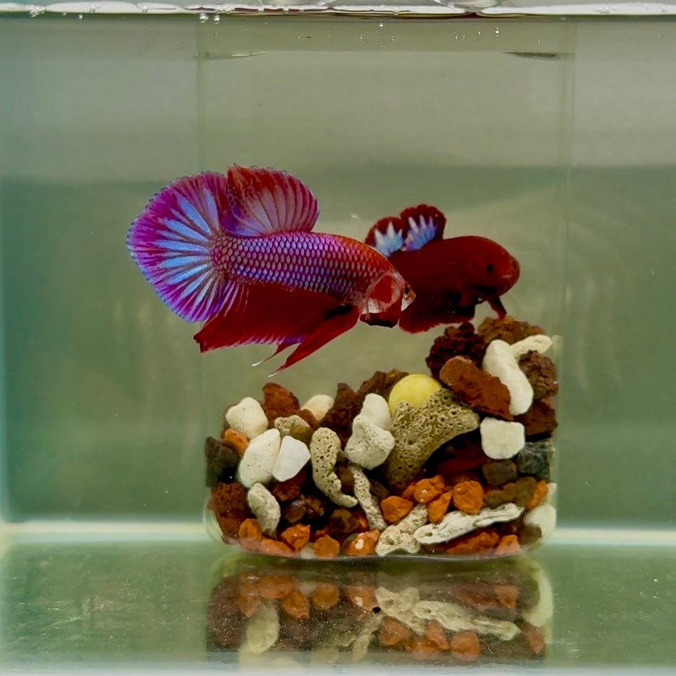 Plakat Pink Hybrid Alien Male Betta J55