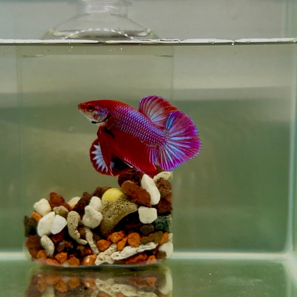 Plakat Pink Hybrid Alien Male Betta J55