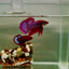 Plakat Pink Hybrid Alien Male Betta J55