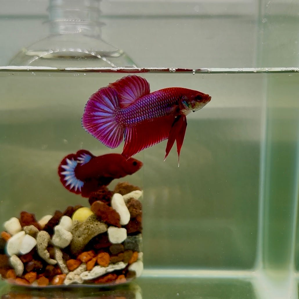 Plakat Pink Hybrid Alien Male Betta J55