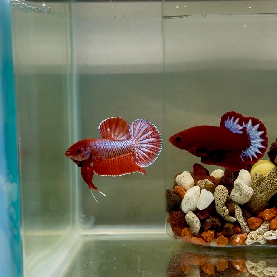 Plakat Pink Hybrid Alien Male Betta J56