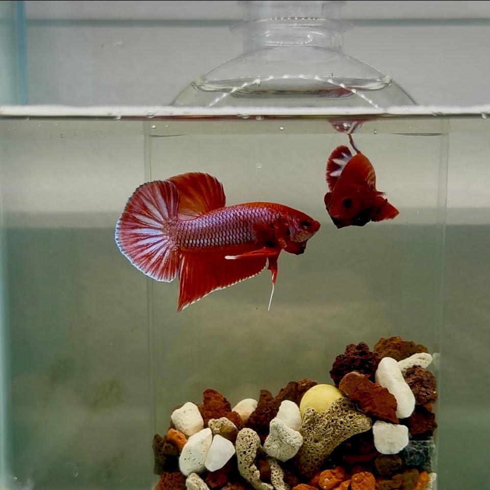 Plakat Pink Hybrid Alien Male Betta J56
