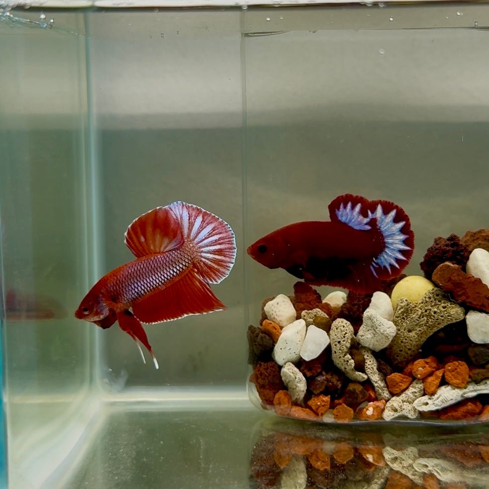 Plakat Pink Hybrid Alien Male Betta J56