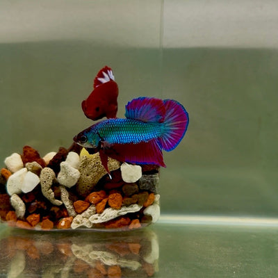 Plakat Purple Hybrid Alien Male Betta J57