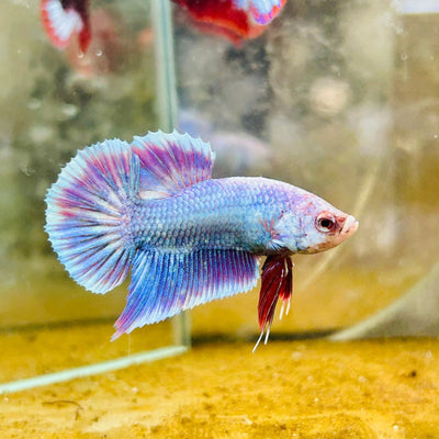 Plakat Purple Pastel Male Betta 170 Male betta