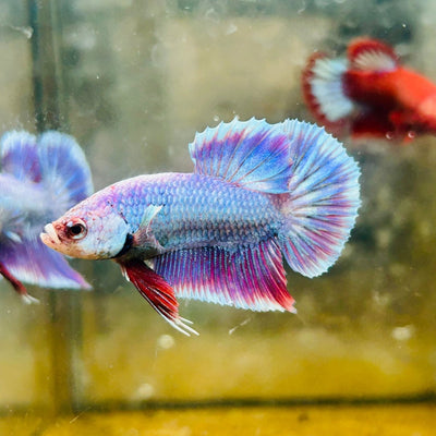 Plakat Purple Pastel Male Betta 170 Male betta