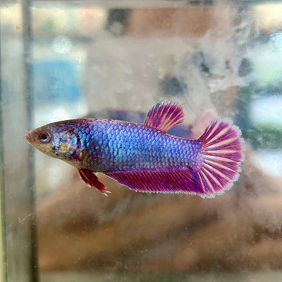 Plakat Purple Pink - Female Betta 040