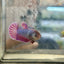 Plakat Purple Pink - Female Betta 040