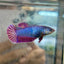Plakat Purple Pink - Female Betta 040