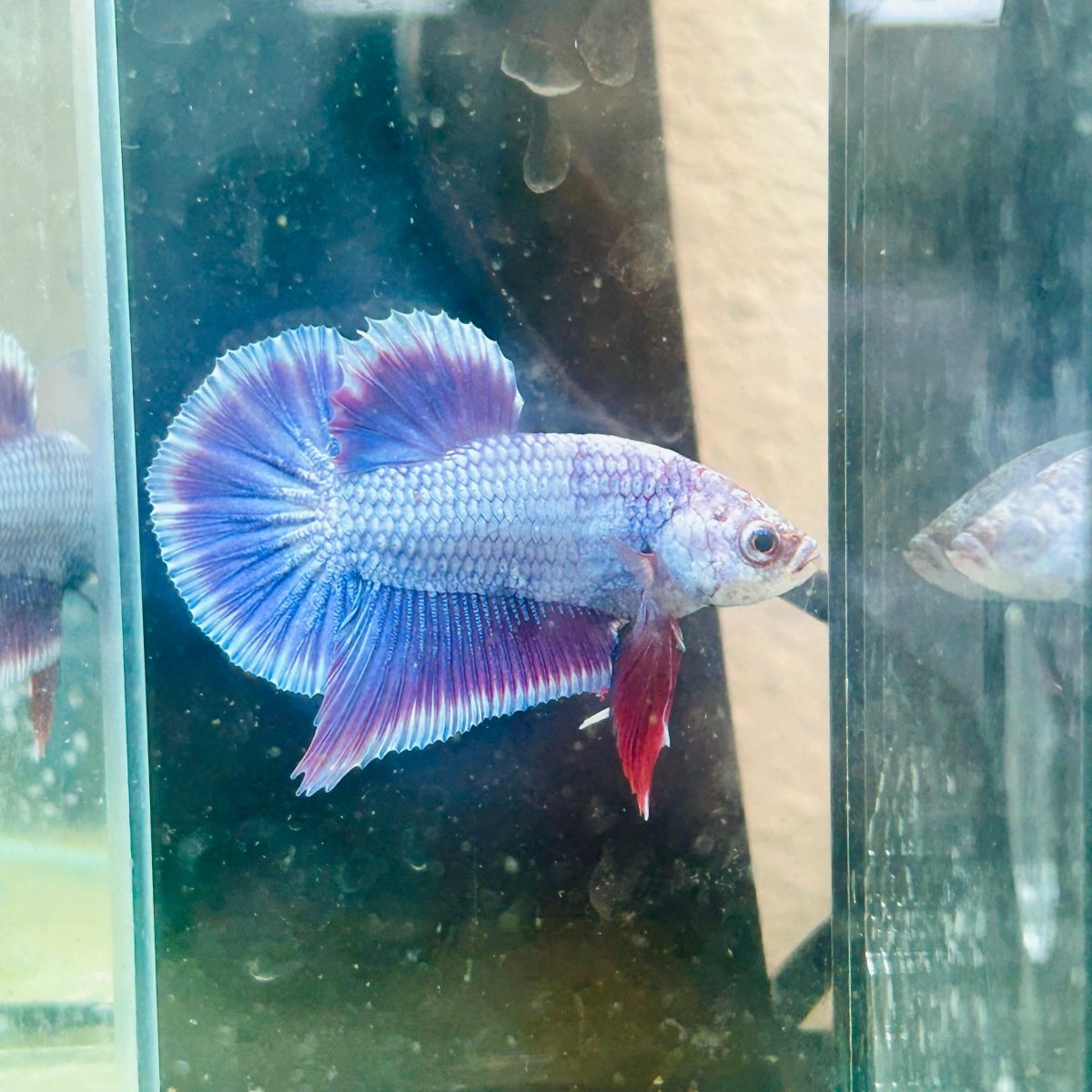 Plakat Purple Pink Male Betta #025