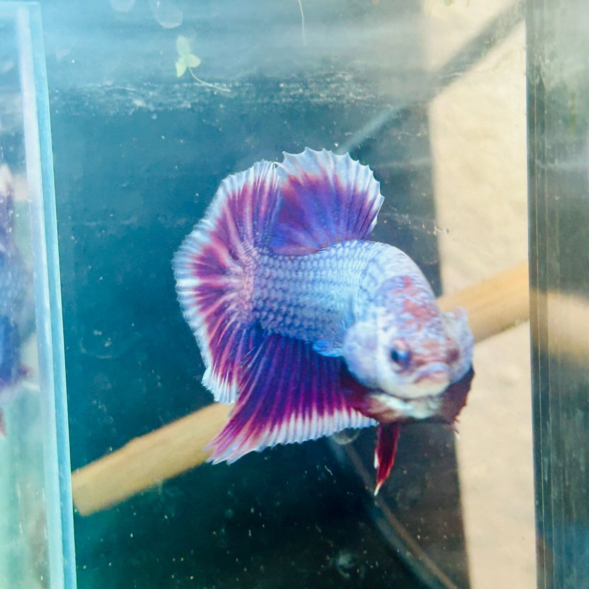 Plakat Purple Pink Male Betta #025