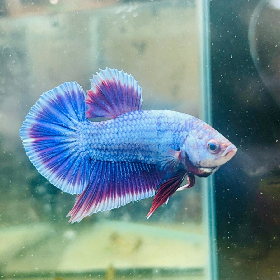 Plakat Purple Pink Male Betta 025 Live Betta Fish Male betta