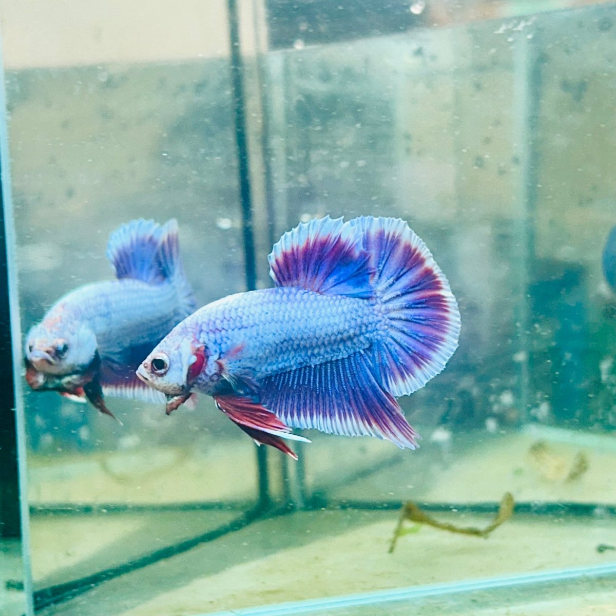 Plakat Purple Pink Male Betta #025
