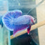 Plakat Purple Pink Male Betta 025 Live Betta Fish Male betta