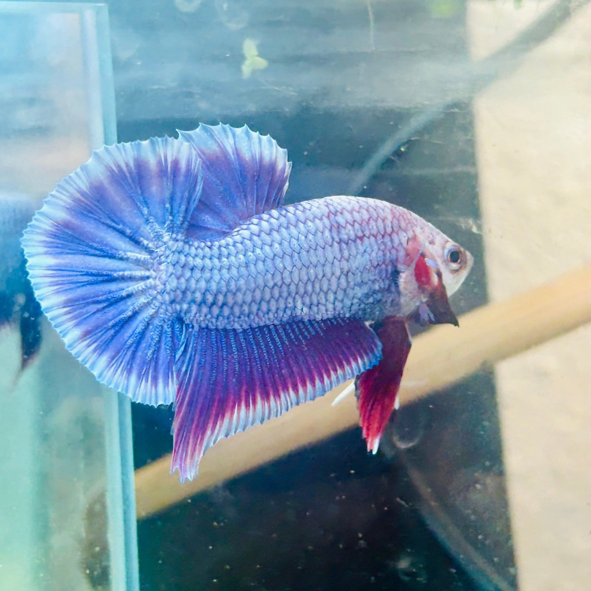Plakat Purple Pink Male Betta #025