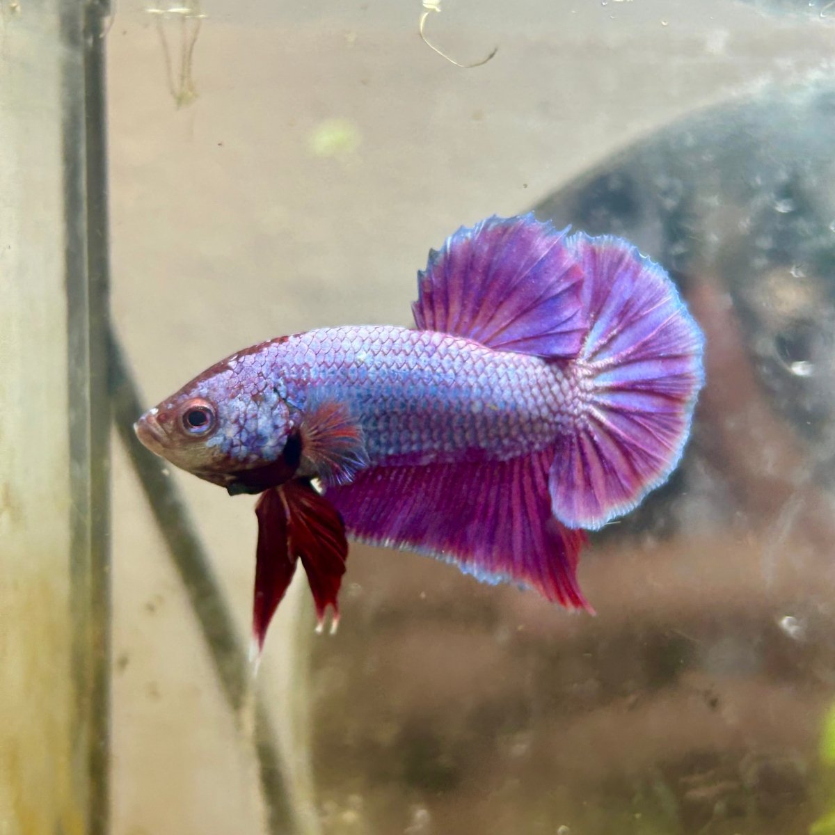 Plakat Purple Pink Male Betta #070