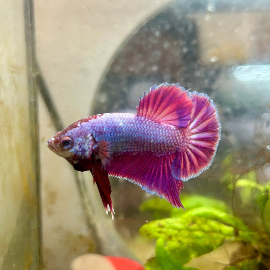 Plakat Purple Pink Male Betta 070 Male betta