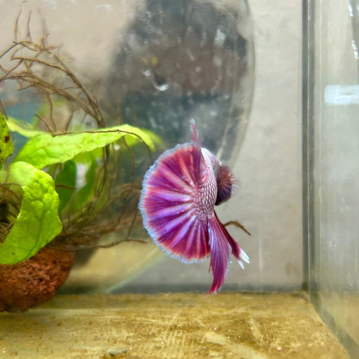 Plakat Purple Pink Male Betta #070