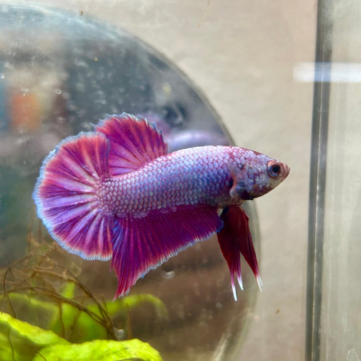 Plakat Purple Pink Male Betta #070