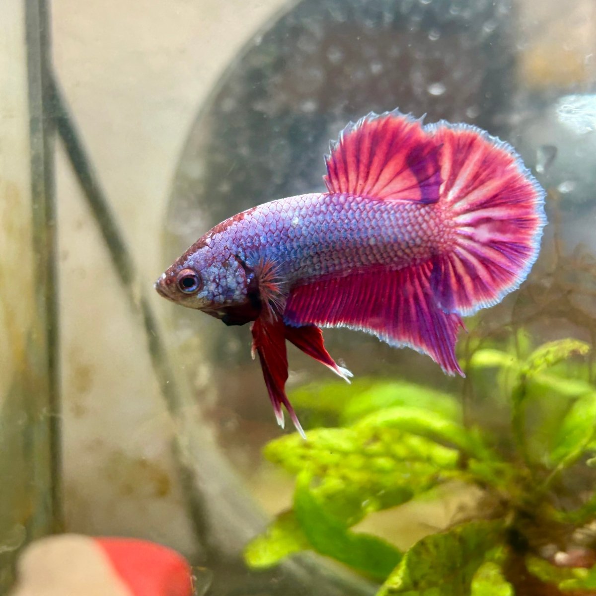 Plakat Purple Pink Male Betta #070