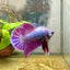 Plakat Purple Pink Male Betta 070 Male betta