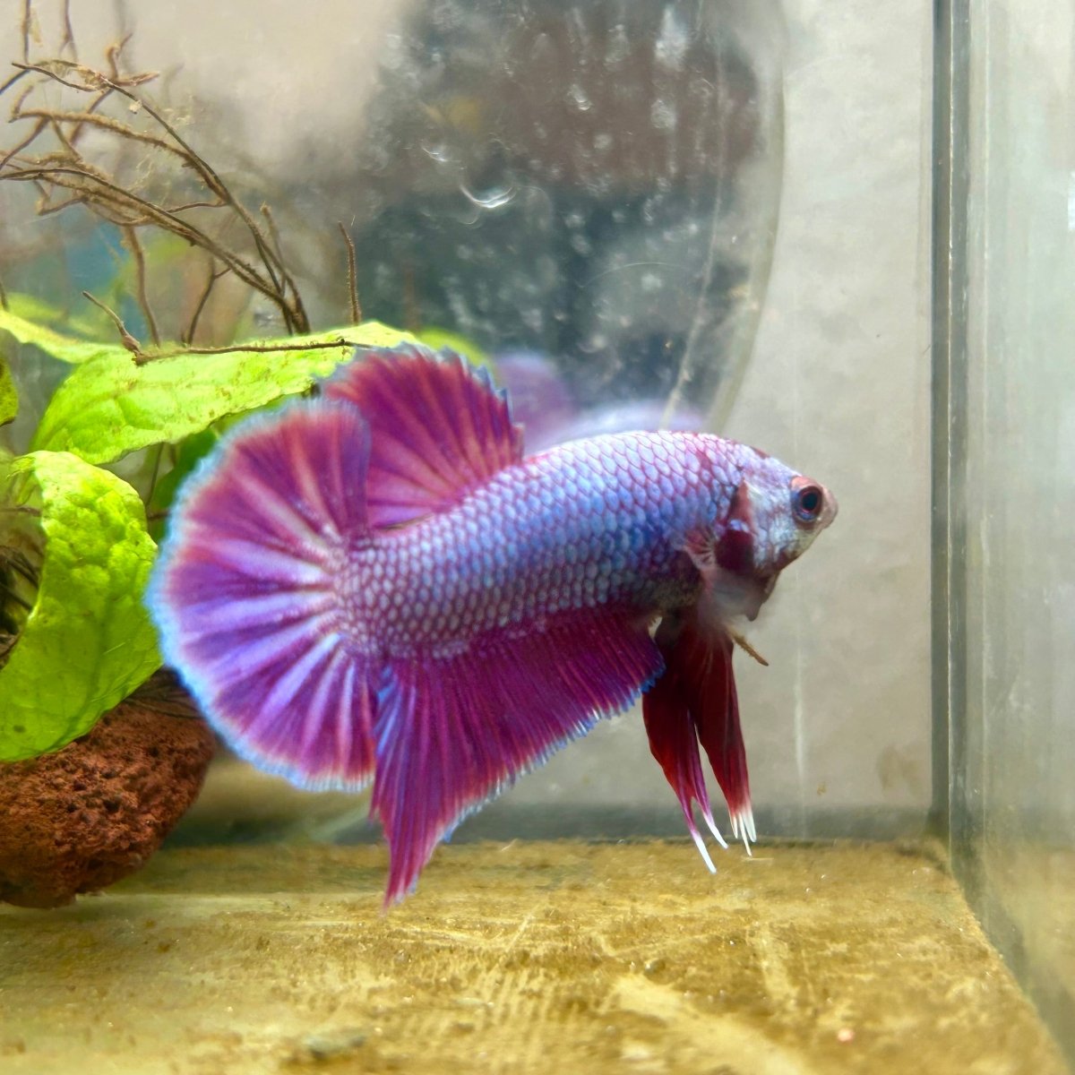 Plakat Purple Pink Male Betta #070