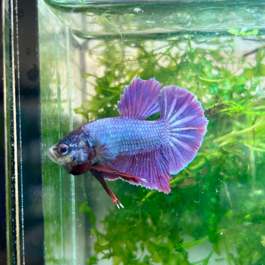 Plakat Purple Pink Male Betta M136 Male betta