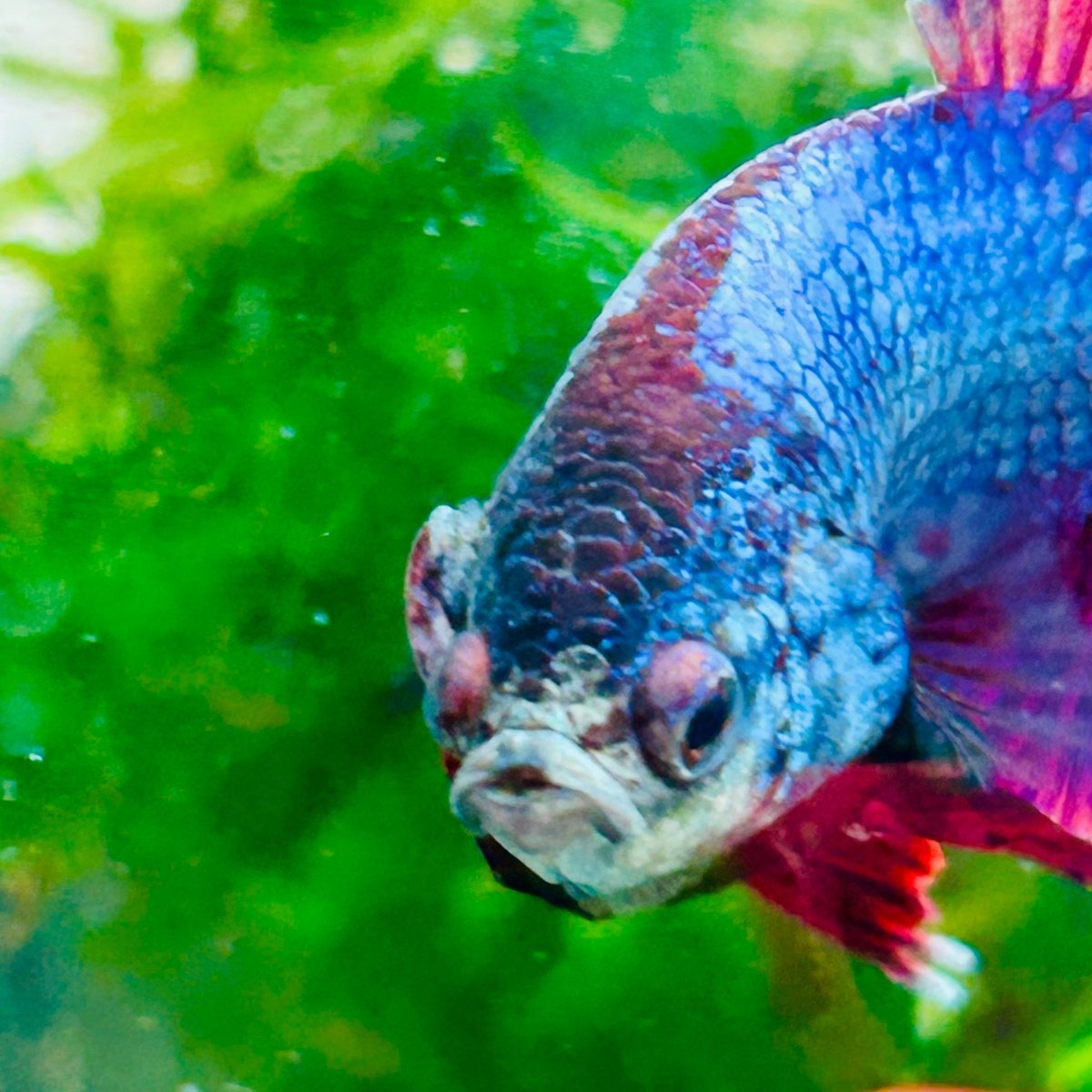 Plakat Purple Pink Male Betta #M136