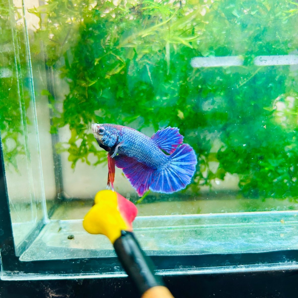 Plakat Purple Pink Male Betta #M136
