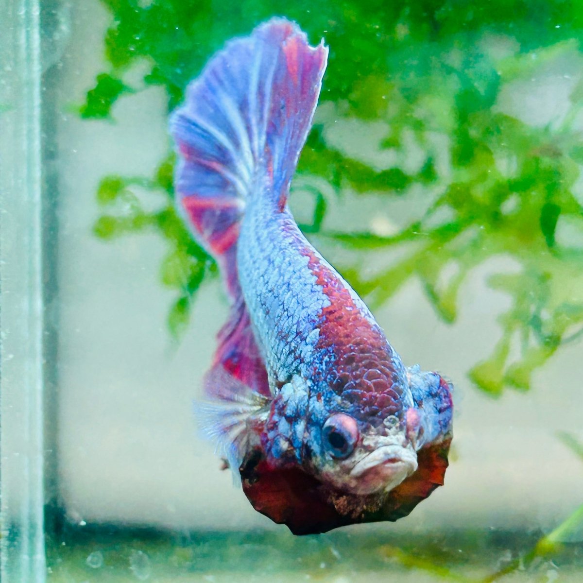 Plakat Purple Pink Male Betta #M136