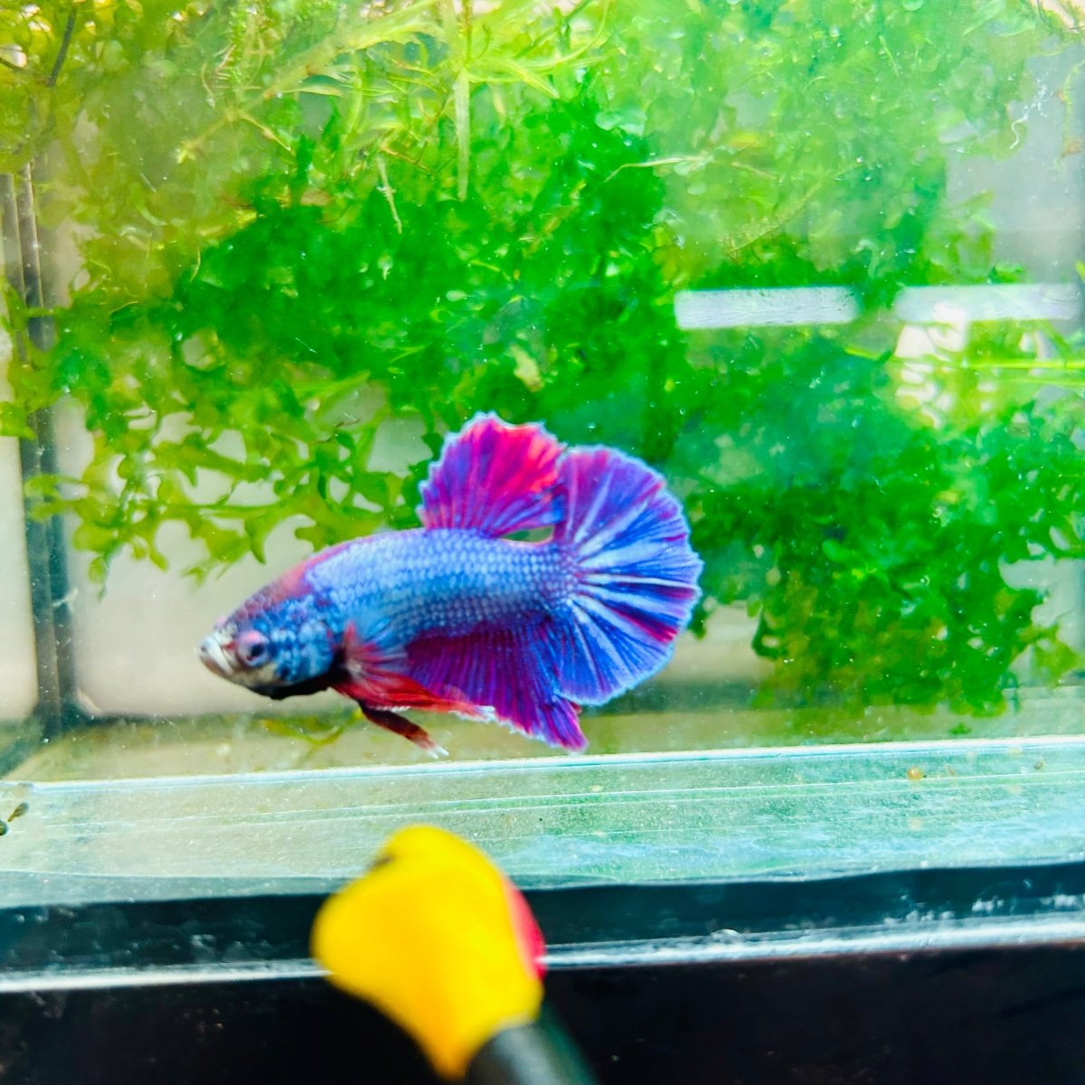 Plakat Purple Pink Male Betta #M136