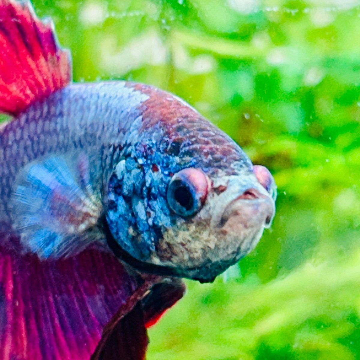 Plakat Purple Pink Male Betta #M136