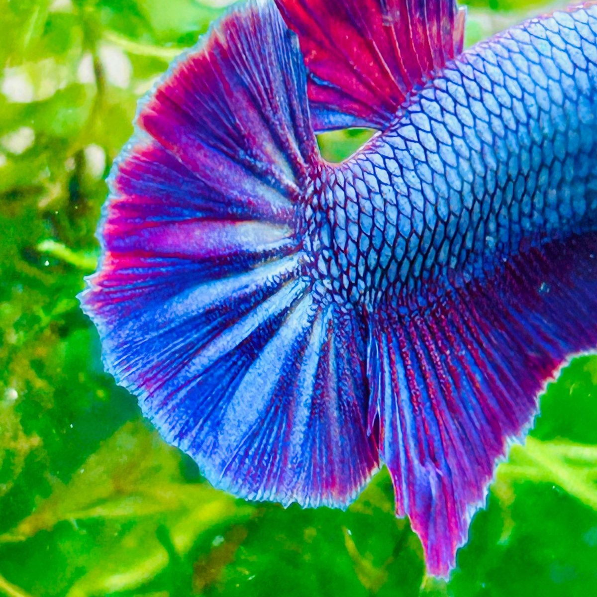 Plakat Purple Pink Male Betta #M136