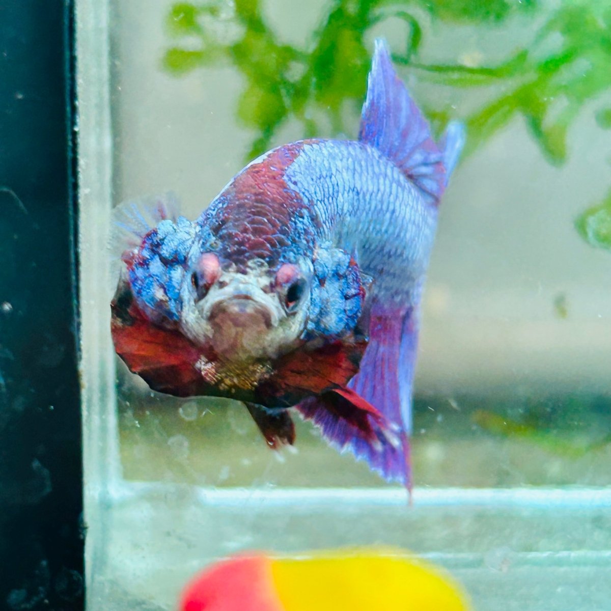 Plakat Purple Pink Male Betta #M136