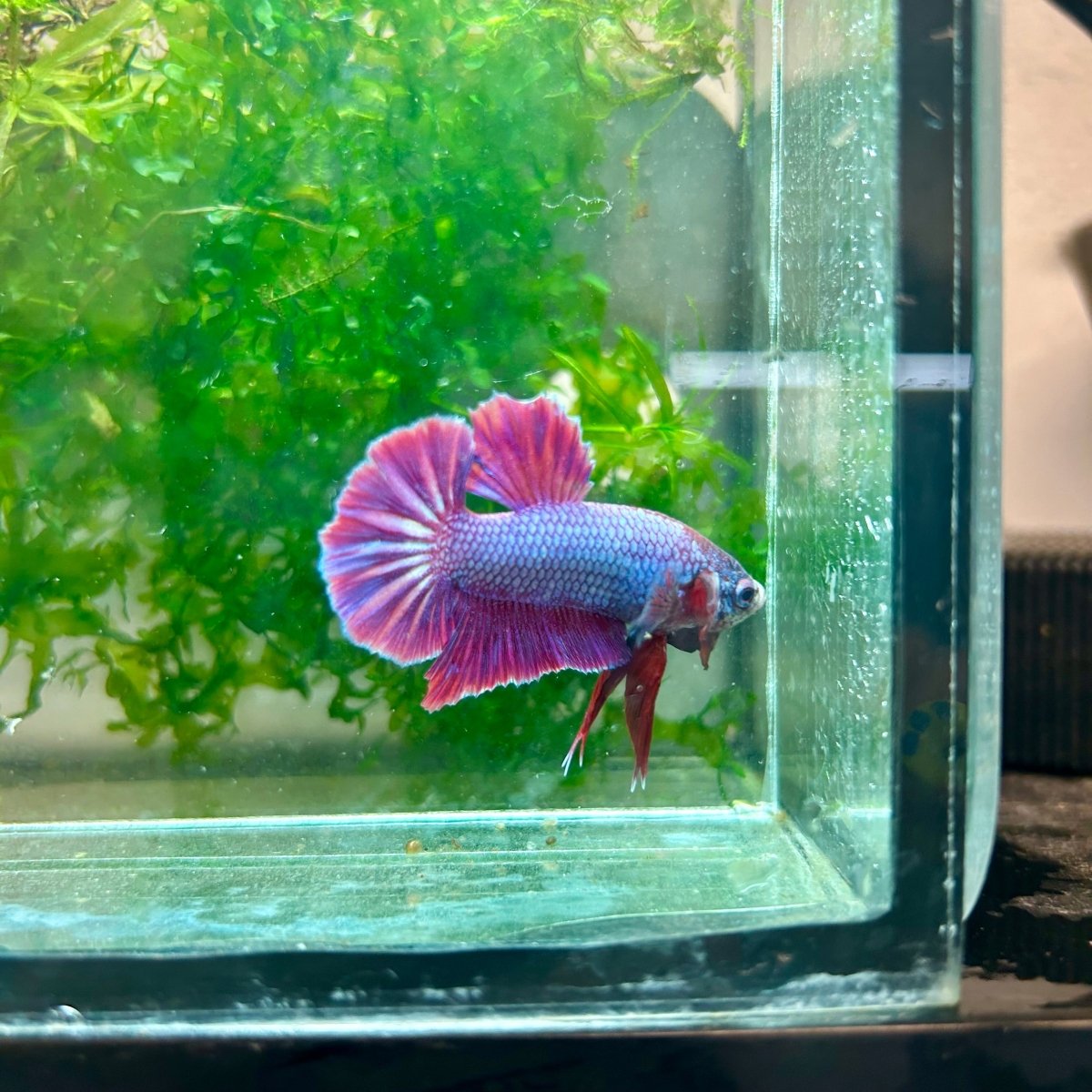 Plakat Purple Pink Male Betta #M136