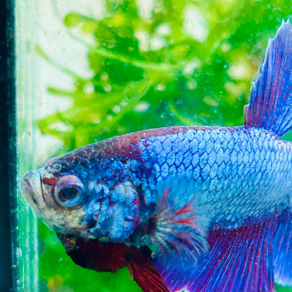 Plakat Purple Pink Male Betta #M136