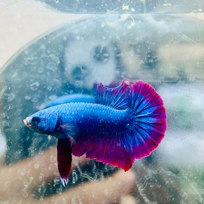 Plakat Purple Red Mascot Male Betta 140