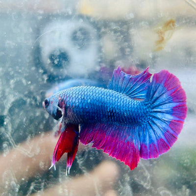 Plakat Purple Red Mascot Male Betta 140