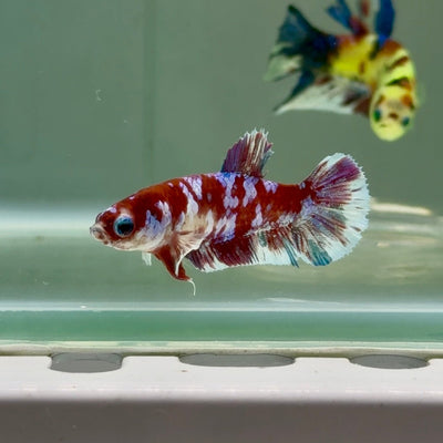 Plakat Red Barongsai Female Betta Jul05 Female betta