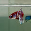 Plakat Red Barongsai Female Betta Jul05 Female betta