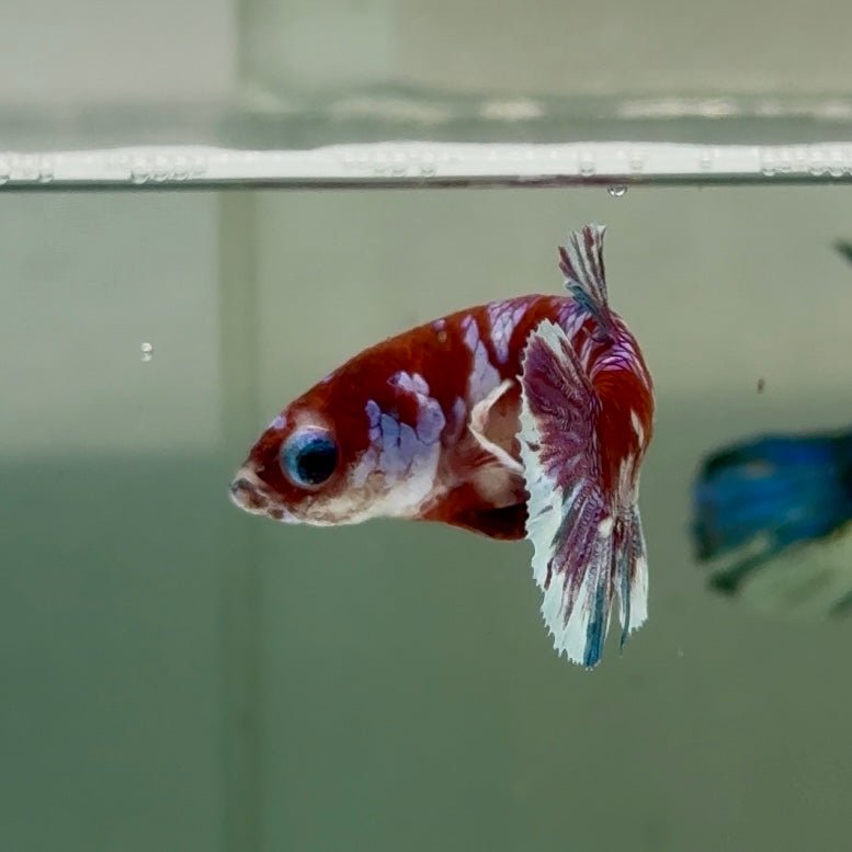 Plakat Red Barongsai Female Betta Jul05 Female betta