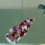 Plakat Red Barongsai Female Betta Jul05 Female betta