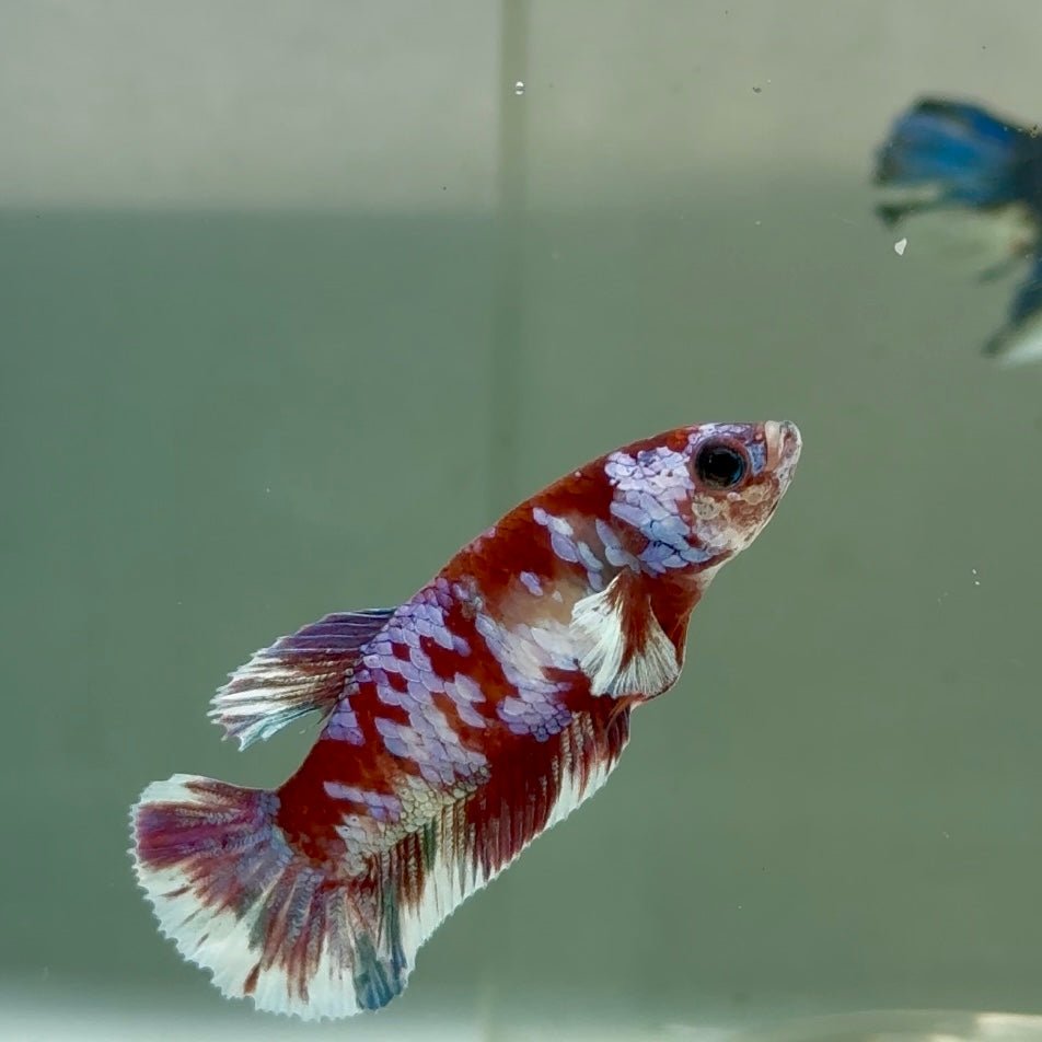 Plakat Red Barongsai Female Betta Jul05 Female betta