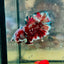 Plakat Red Barongsai Male Betta 017 Male betta