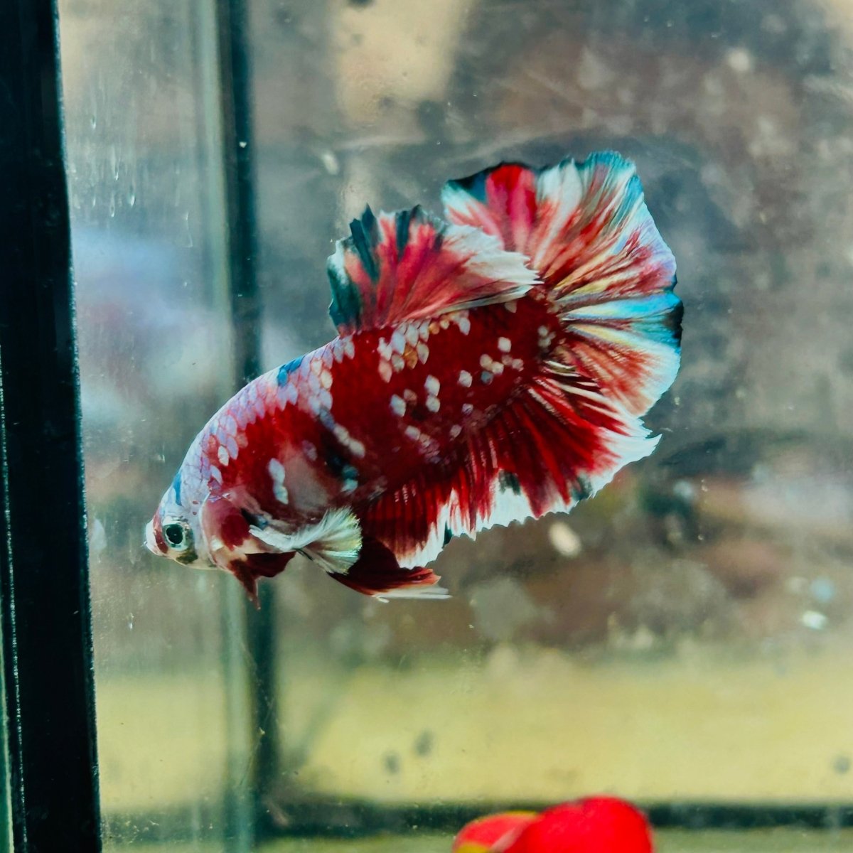 Plakat Red Barongsai Male Betta 017 Male betta